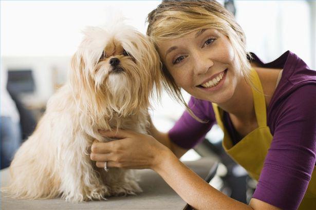 How to start your own dog grooming business Startacus